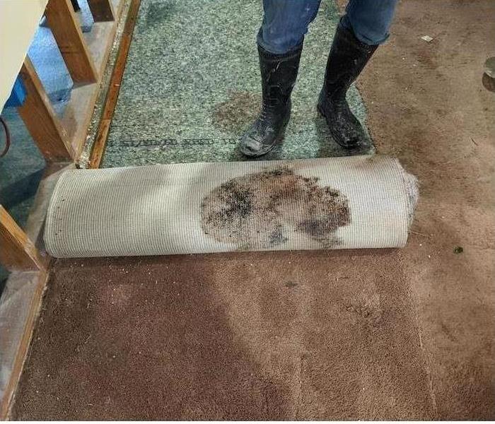 moldy carpet
